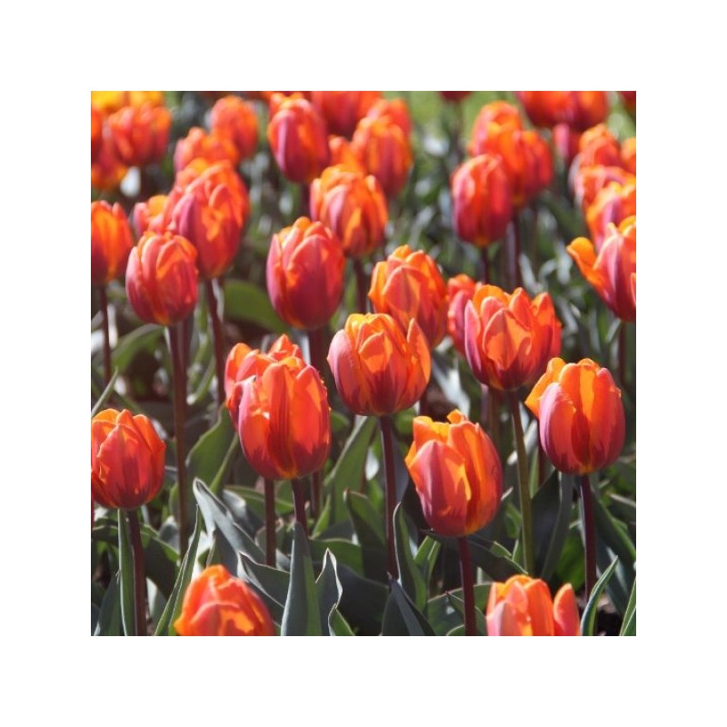Tulipa 'Prinses Irene'
