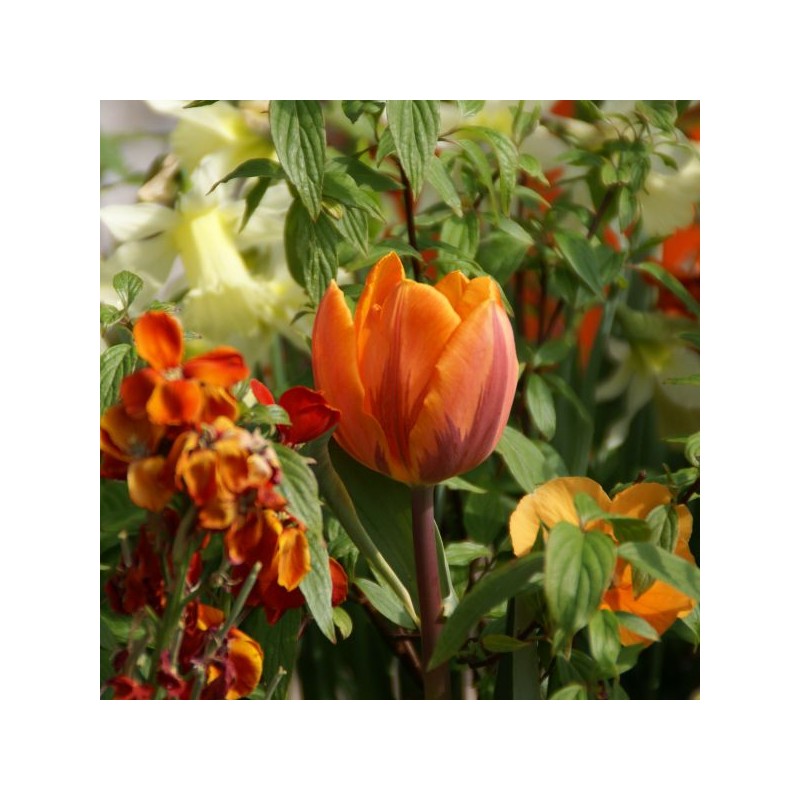 Tulipa 'Prinses Irene'