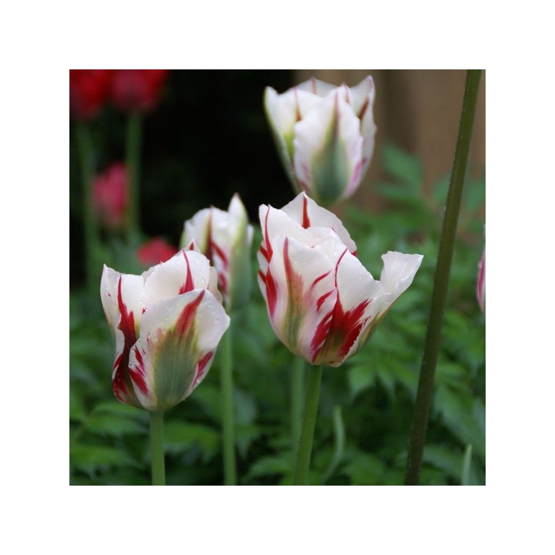 Tulipa 'Flaming Springgreen'