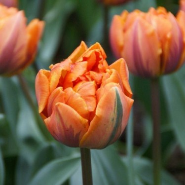 Tulipa 'Orange Princess' Tulipa 'Orange Princess'