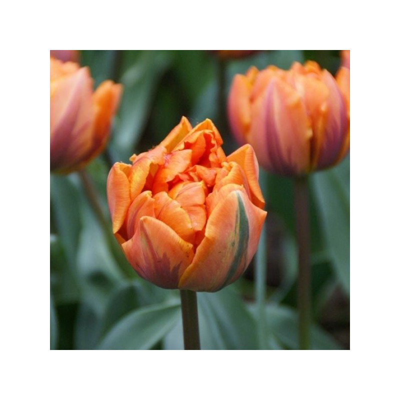 Tulipa 'Orange Princess' Tulipa 'Orange Princess'