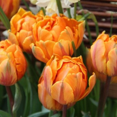 Tulipa 'Orange Princess' Tulipa 'Orange Princess'