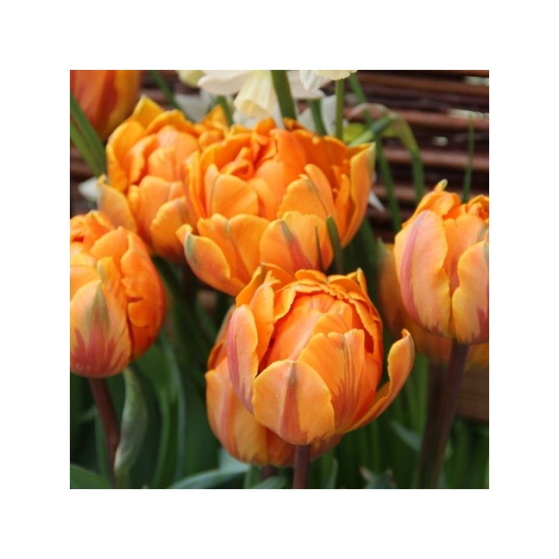 Tulipa 'Orange Princess' Tulipa 'Orange Princess'