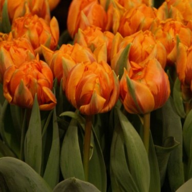 Tulipa 'Orange Princess' Tulipa 'Orange Princess'