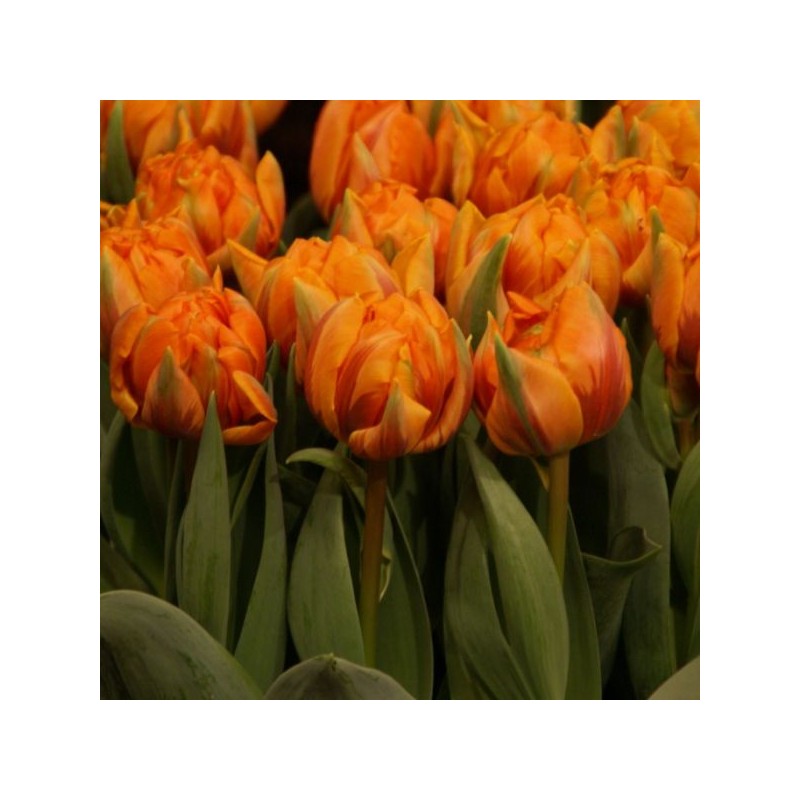Tulipa 'Orange Princess' Tulipa 'Orange Princess'