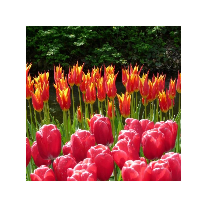 Tulipa 'Fly Away'