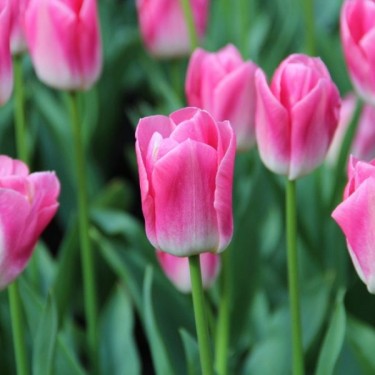 Tulipa 'Dynasty' Tulipa 'Dynasty'