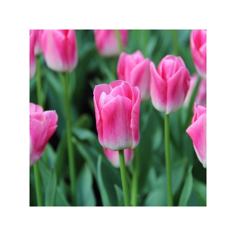 Tulipa 'Dynasty' Tulipa 'Dynasty'