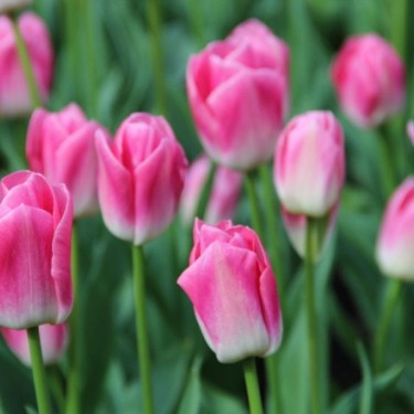 Tulipa 'Dynasty' Tulipa 'Dynasty'