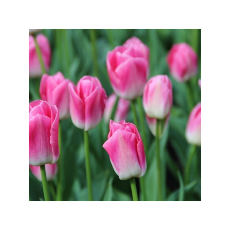 Tulipa 'Dynasty' Tulipa 'Dynasty'