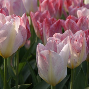 Tulipa 'Flaming Purissima' Tulipa 'Flaming Purissima'