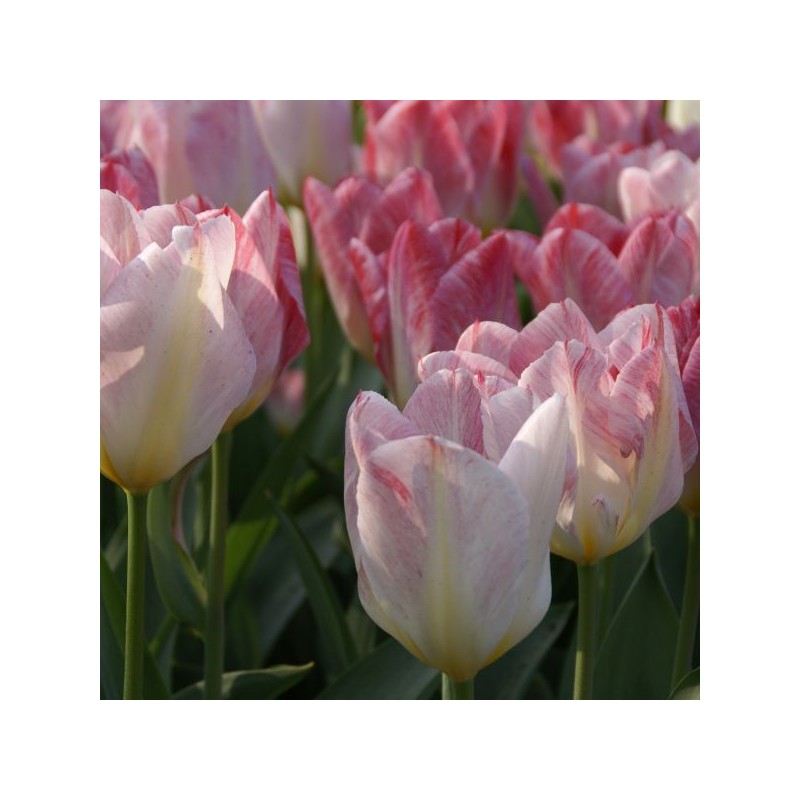 Tulipa 'Flaming Purissima' Tulipa 'Flaming Purissima'