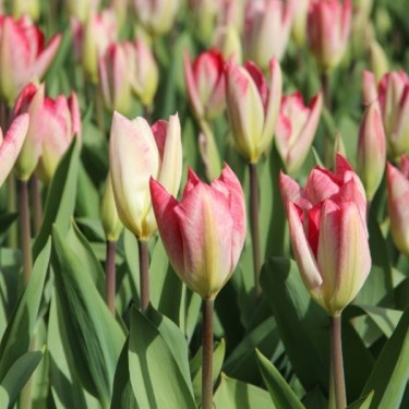 Tulipa 'Flaming Purissima' Tulipa 'Flaming Purissima'