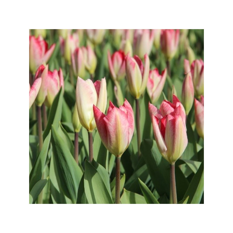 Tulipa 'Flaming Purissima' Tulipa 'Flaming Purissima'