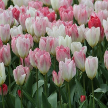 Tulipa 'Flaming Purissima' Tulipa 'Flaming Purissima'
