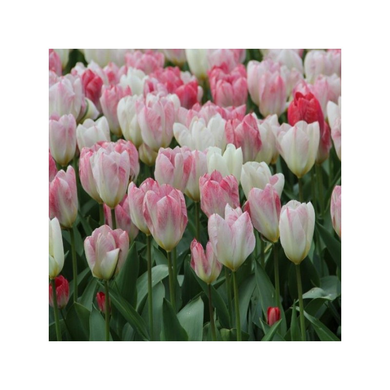 Tulipa 'Flaming Purissima' Tulipa 'Flaming Purissima'