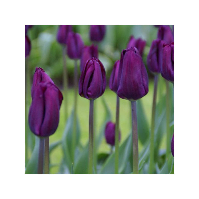 Tulipa 'Negrita'