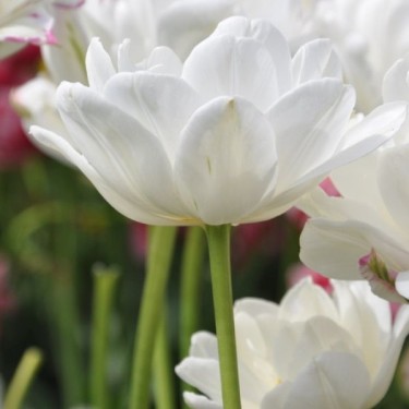 Tulipa 'Mount Tacoma' Tulipa 'Mount Tacoma'