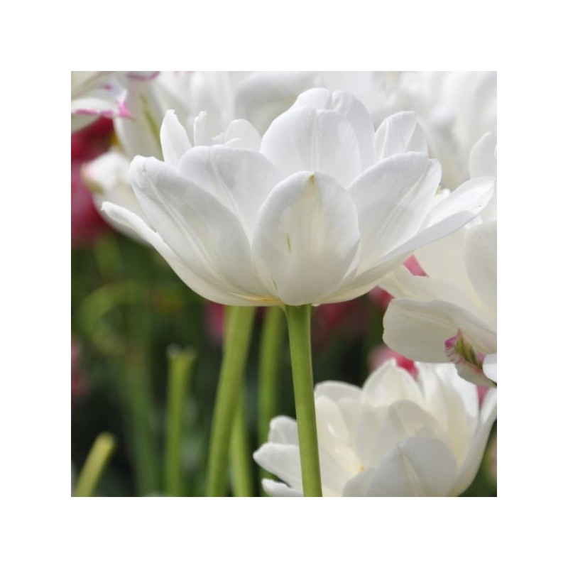 Tulipa 'Mount Tacoma' Tulipa 'Mount Tacoma'