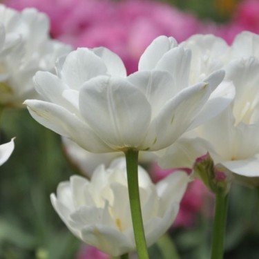 Tulipa 'Mount Tacoma' Tulipa 'Mount Tacoma'