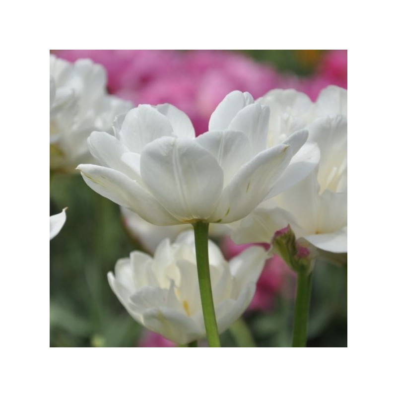 Tulipa 'Mount Tacoma' Tulipa 'Mount Tacoma'