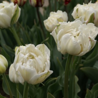 Tulipa 'Mount Tacoma' Tulipa 'Mount Tacoma'