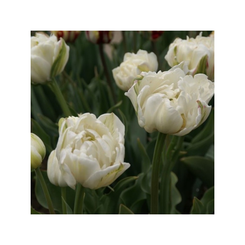 Tulipa 'Mount Tacoma' Tulipa 'Mount Tacoma'