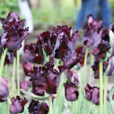 Tulipa 'Black Parrot'