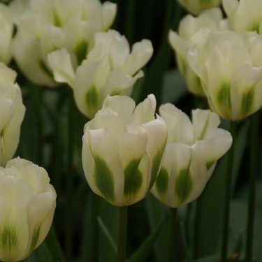 Tulipa 'Spring Green' Tulipa 'Spring Green'