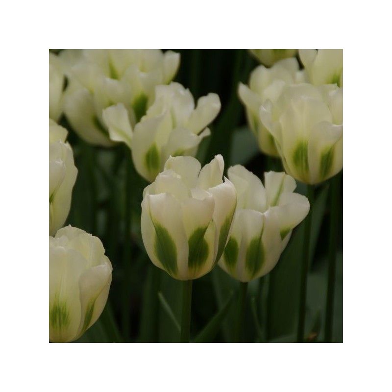 Tulipa 'Spring Green' Tulipa 'Spring Green'