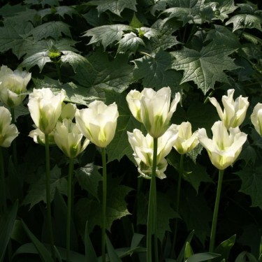 Tulipa 'Spring Green' Tulipa 'Spring Green'