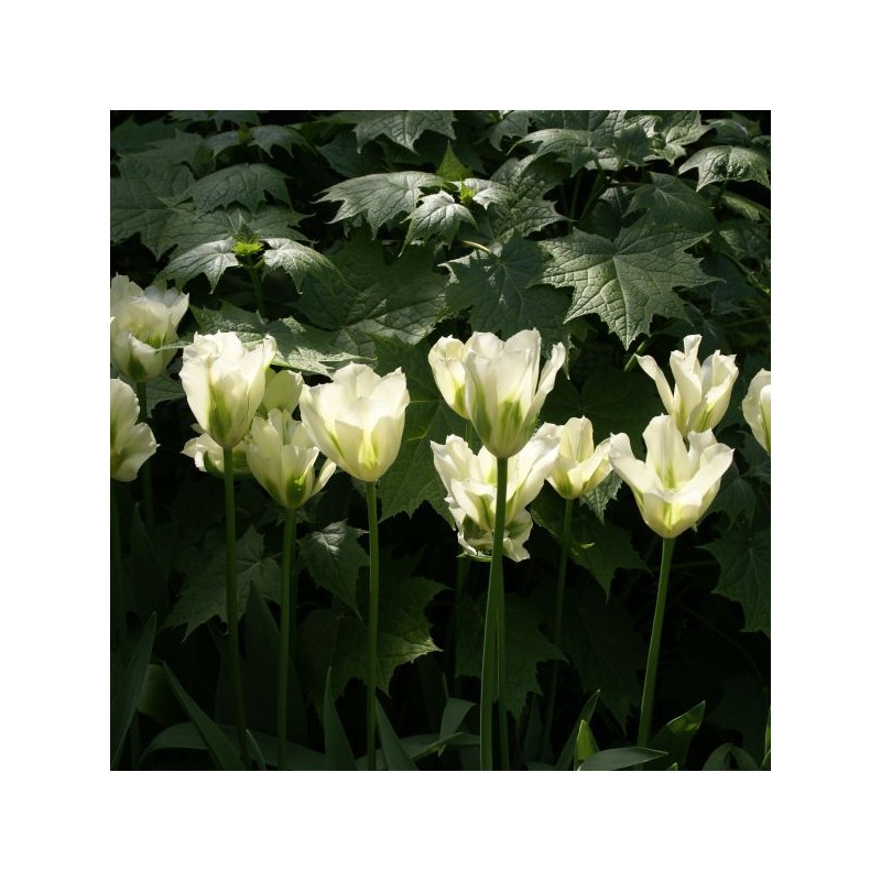 Tulipa 'Spring Green' Tulipa 'Spring Green'