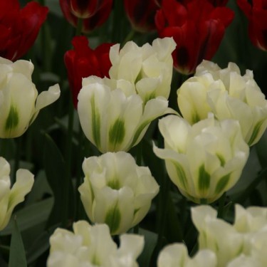 Tulipa 'Spring Green' Tulipa 'Spring Green'