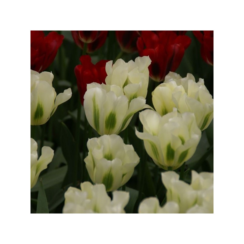 Tulipa 'Spring Green' Tulipa 'Spring Green'