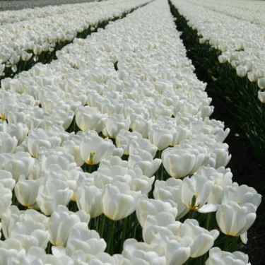Tulipa 'Angel's Wish' Tulipa 'Angel's Wish'