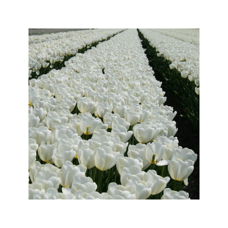 Tulipa 'Angel's Wish' Tulipa 'Angel's Wish'