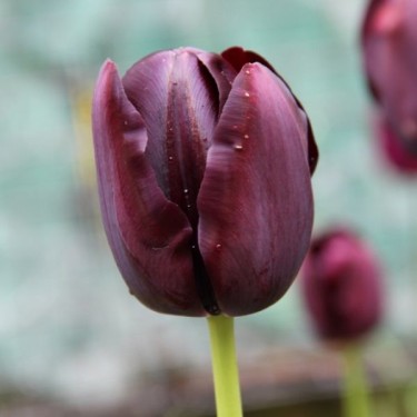 Tulipa 'Queen of Night' Tulipa 'Queen of Night'