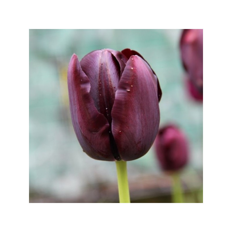 Tulipa 'Queen of Night' Tulipa 'Queen of Night'