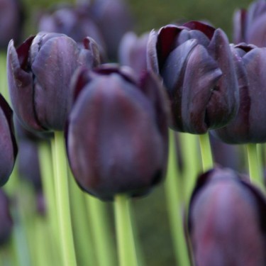 Tulipa 'Queen of Night' Tulipa 'Queen of Night'
