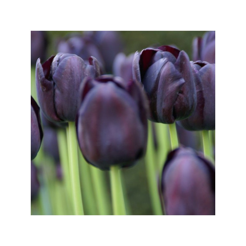 Tulipa 'Queen of Night' Tulipa 'Queen of Night'