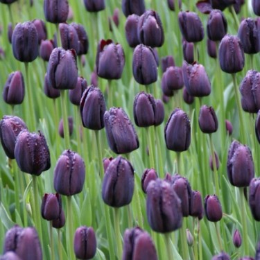 Tulipa 'Queen of Night' Tulipa 'Queen of Night'