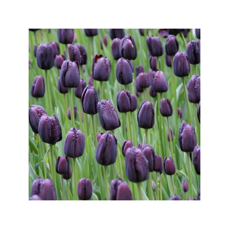 Tulipa 'Queen of Night' Tulipa 'Queen of Night'