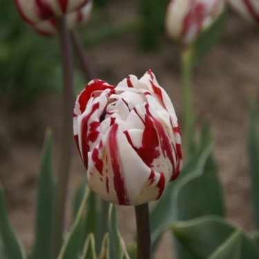 Tulipa 'Carnaval de Nice' Tulipa 'Carnaval de Nice'