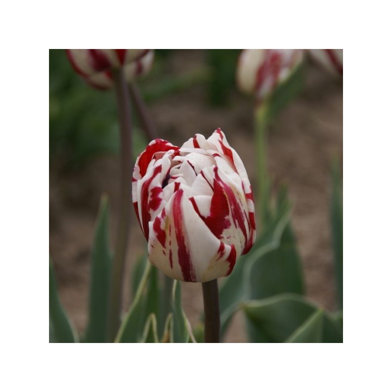 Tulipa 'Carnaval de Nice' Tulipa 'Carnaval de Nice'