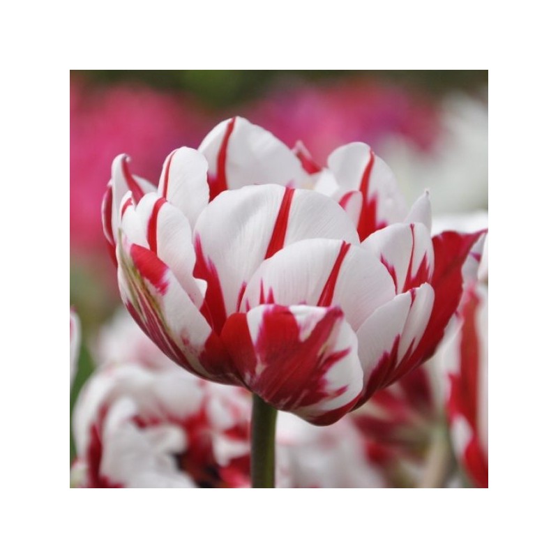 Tulipa 'Carnaval de Nice' Tulipa 'Carnaval de Nice'