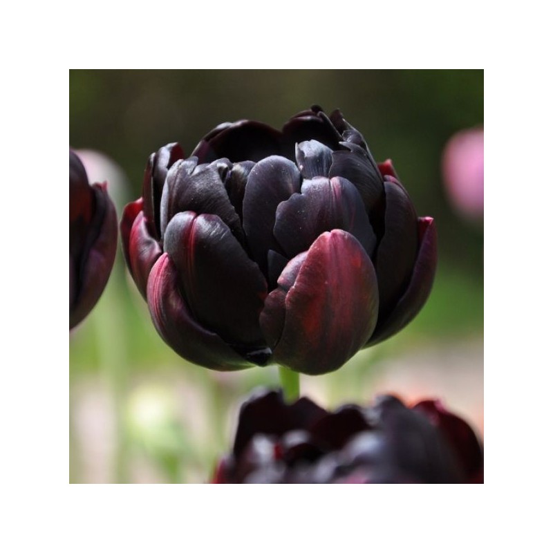 Tulipa 'Black Hero' Tulipa 'Black Hero'