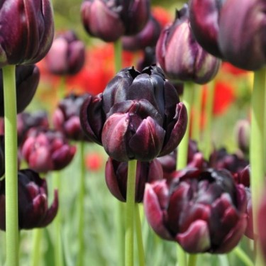 Tulipa 'Black Hero' Tulipa 'Black Hero'