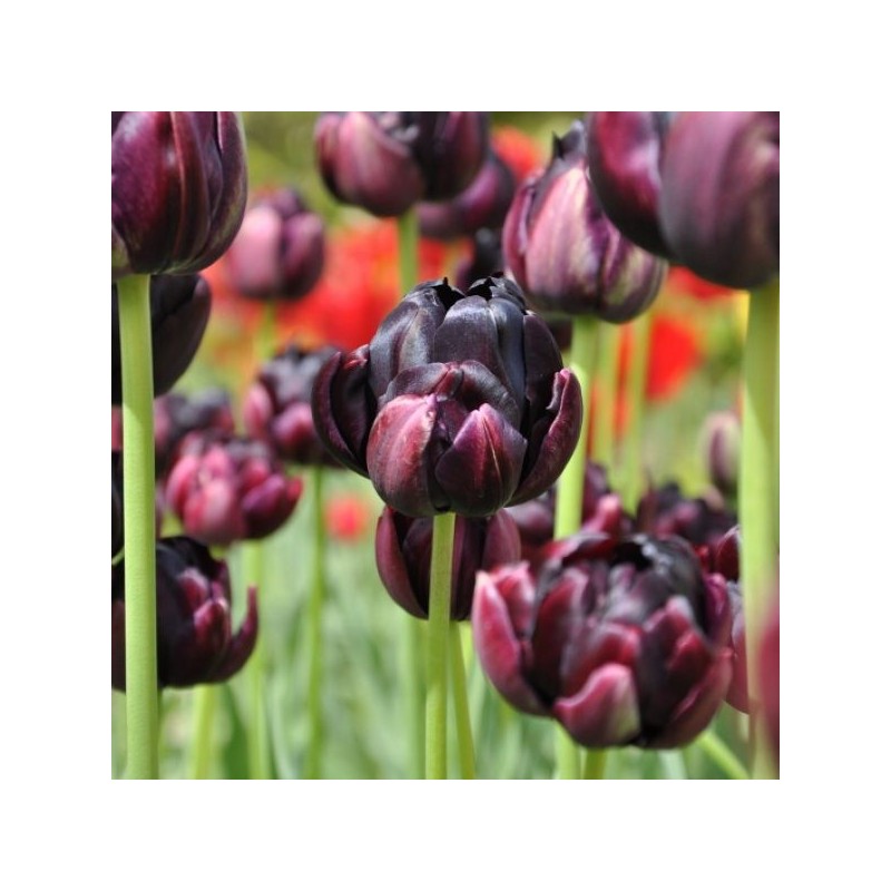 Tulipa 'Black Hero' Tulipa 'Black Hero'