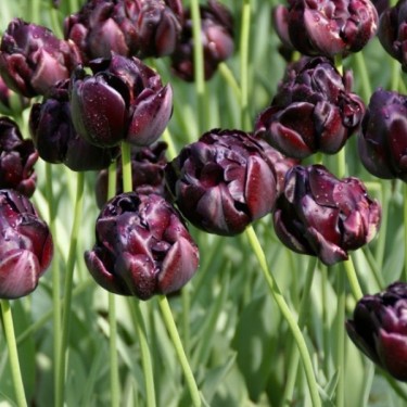 Tulipa 'Black Hero' Tulipa 'Black Hero'