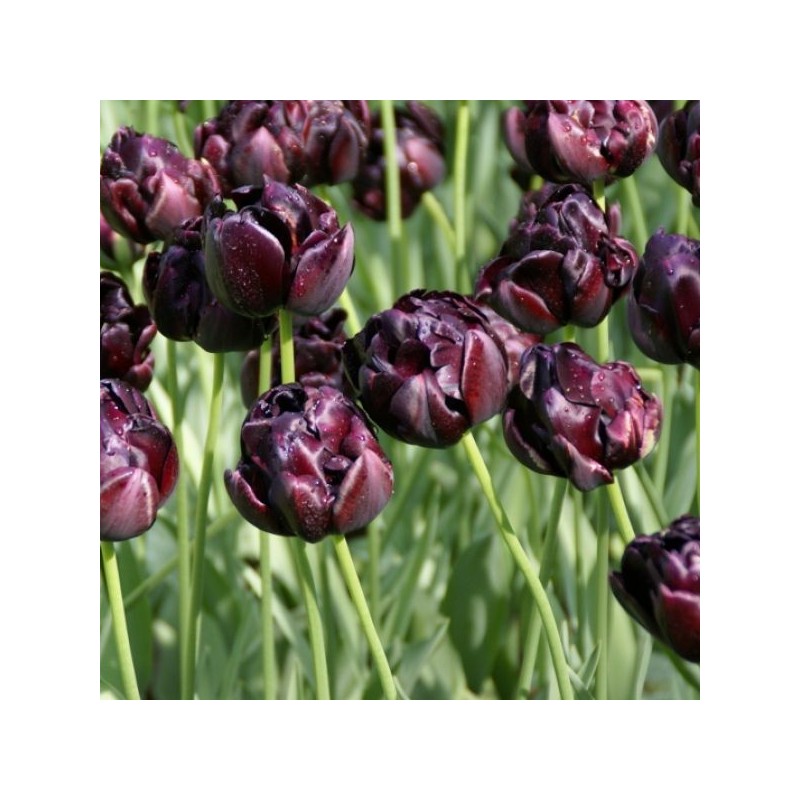 Tulipa 'Black Hero' Tulipa 'Black Hero'